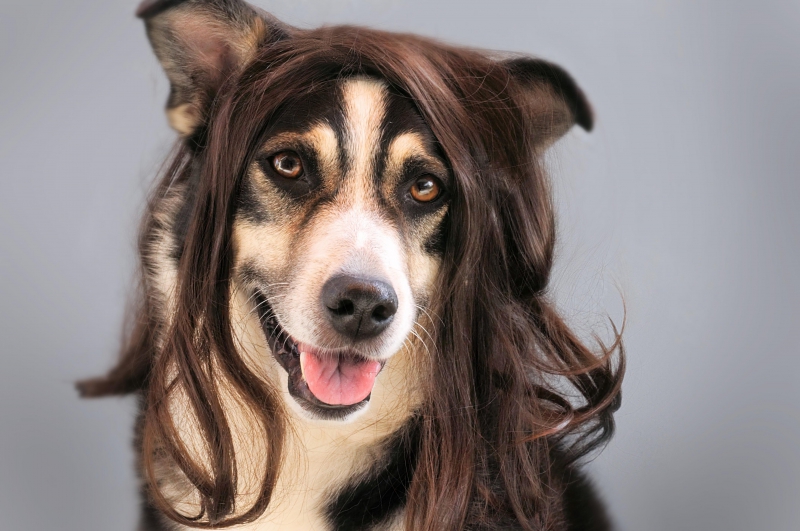 salon-coiffure-NICE-min_dog-1776721